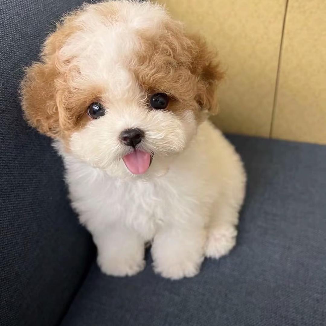U，