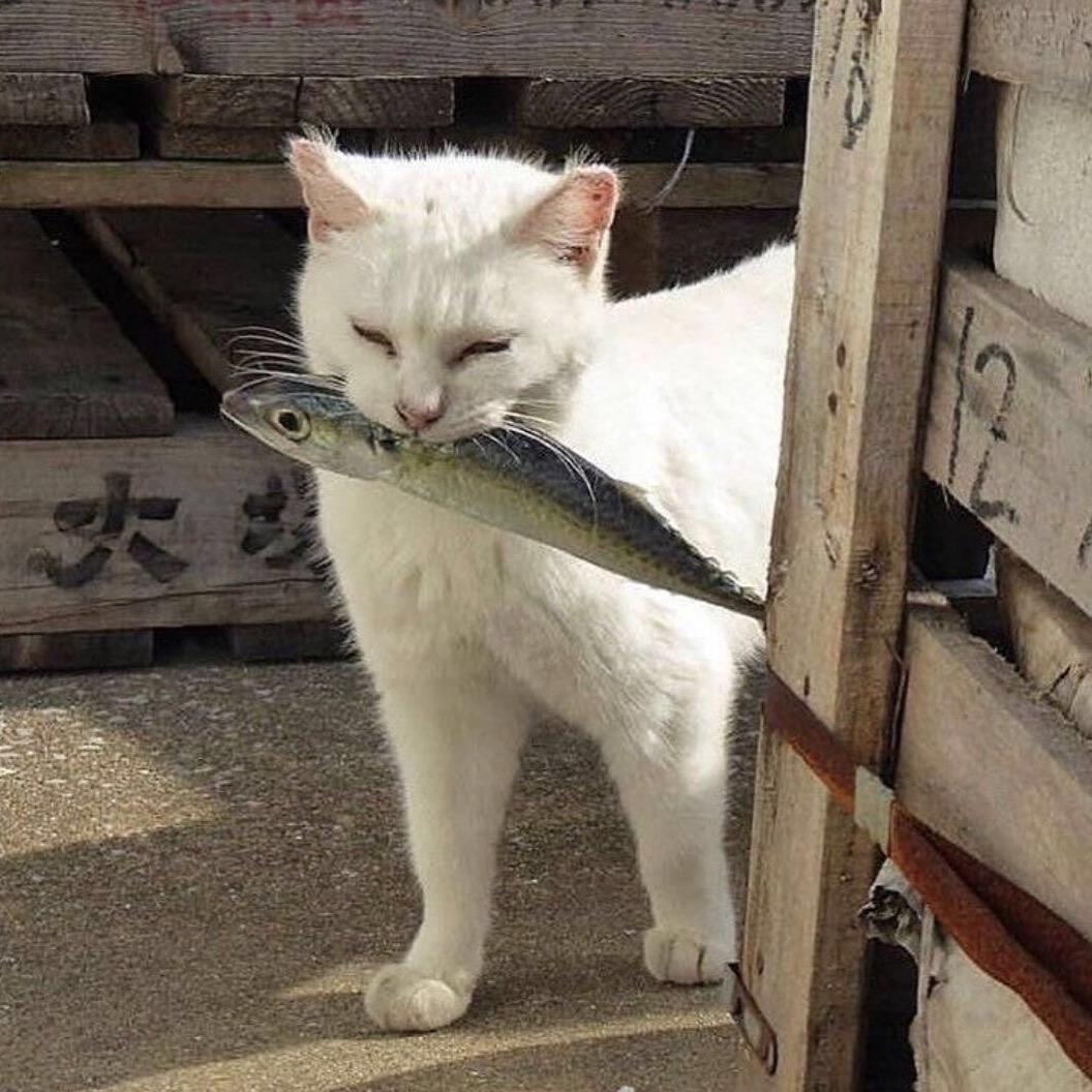 🌽