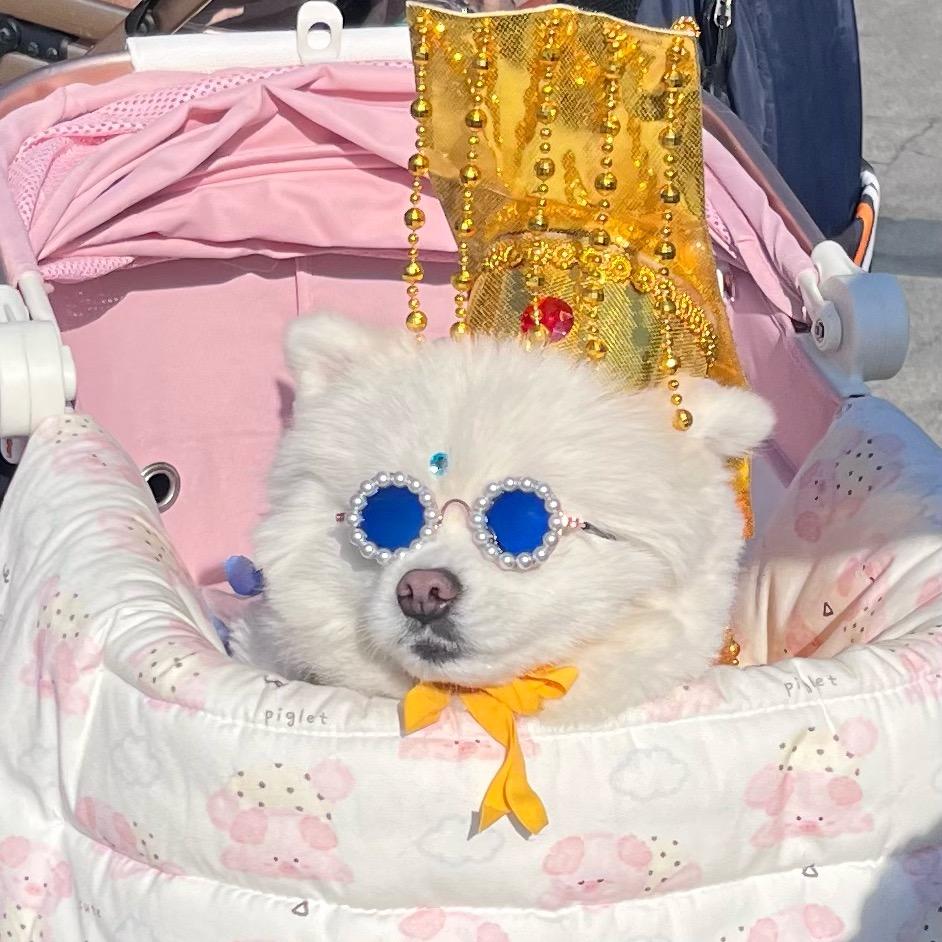 无敌霹雳皇帝🐶