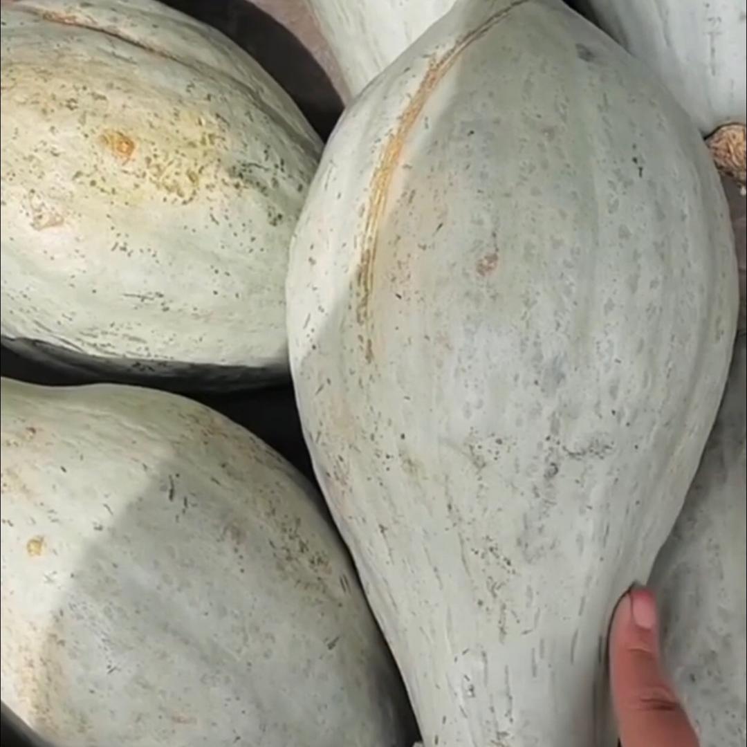 老姚菜籽店