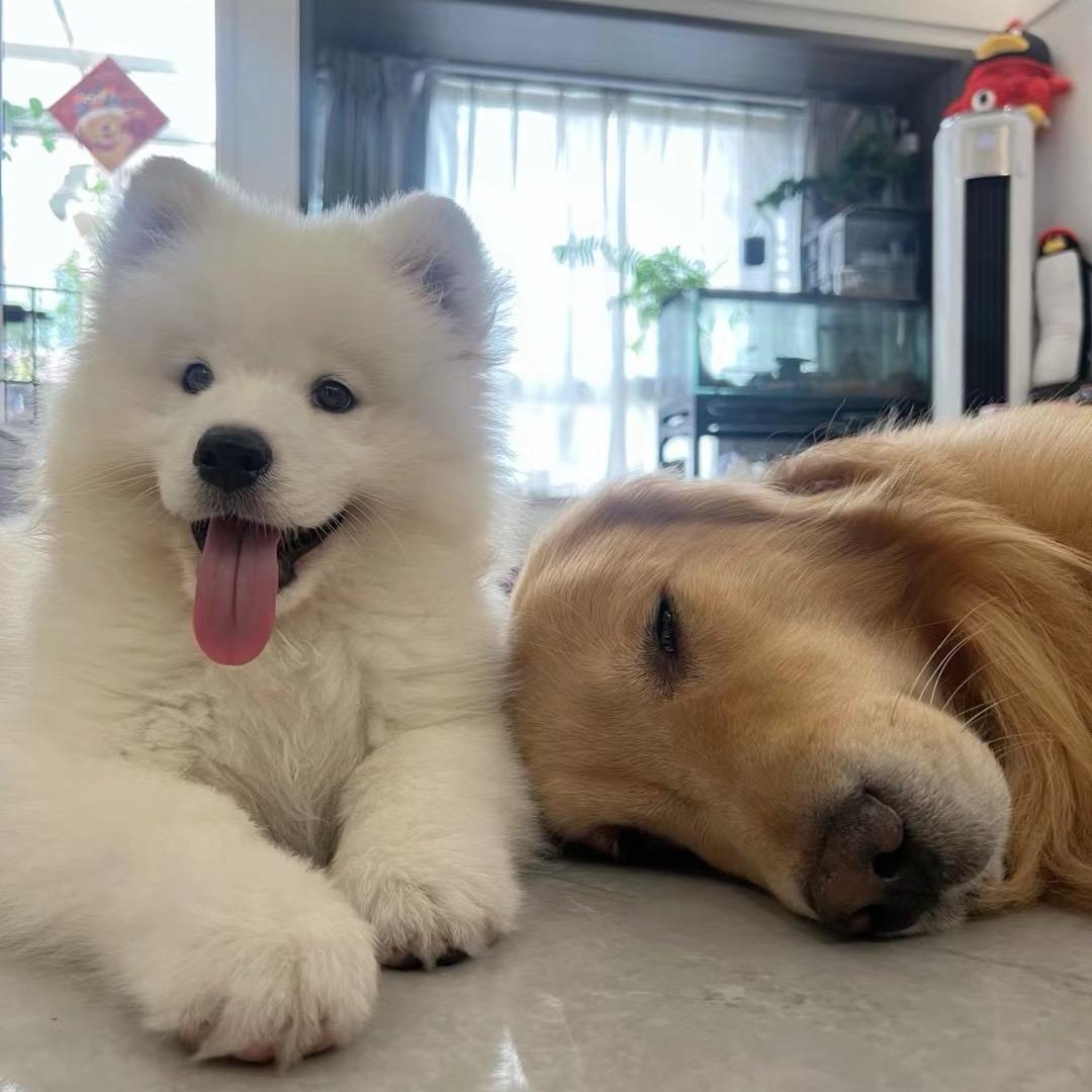 汪汪靓仔