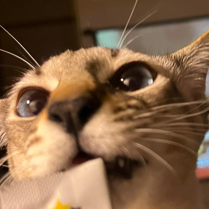 呼叫泡泡🫧