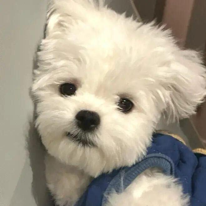 小太阳