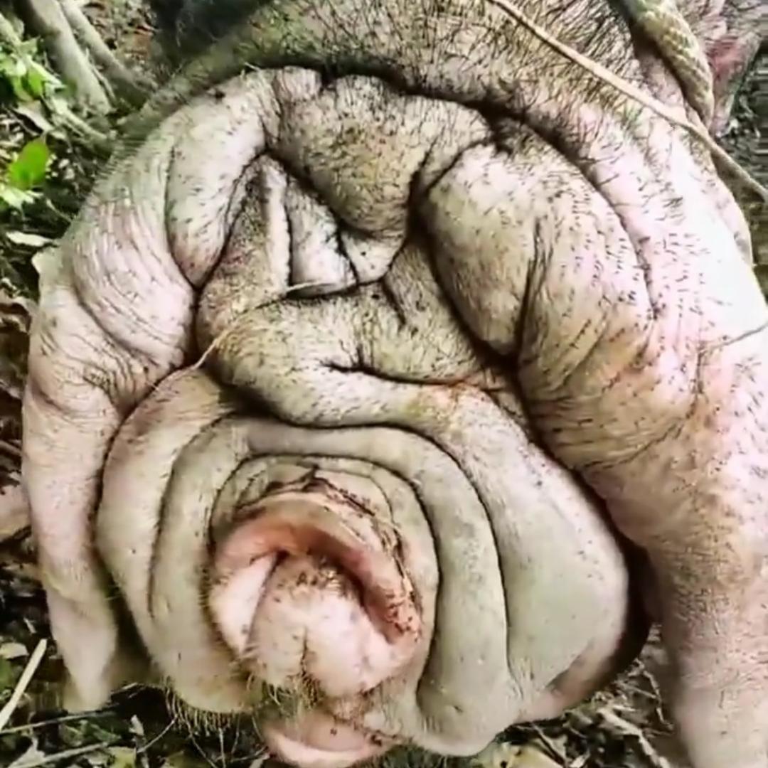 悦之欣生态养殖场
