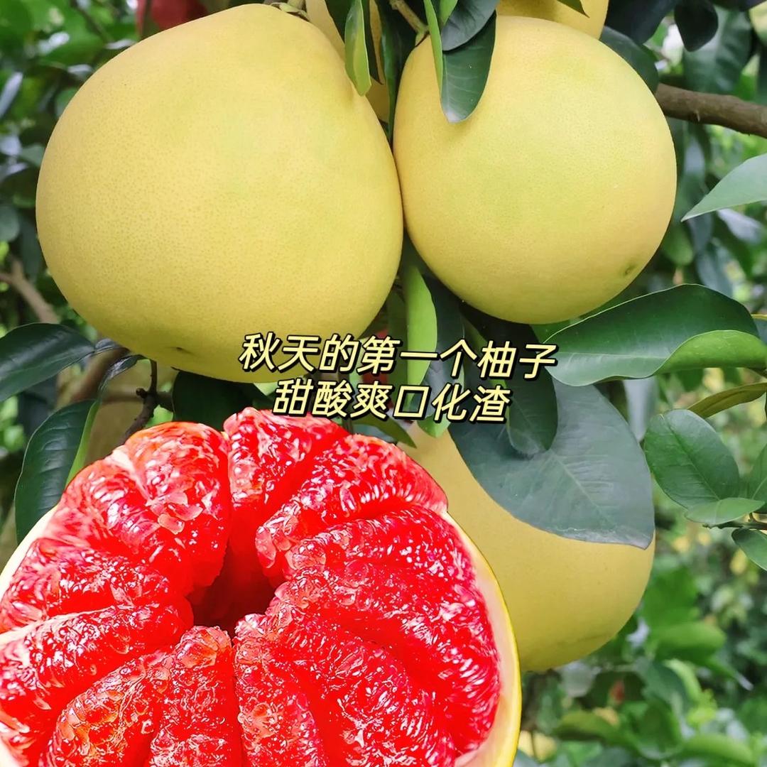 陕西一乡一城农业科技有限公司生鲜源头