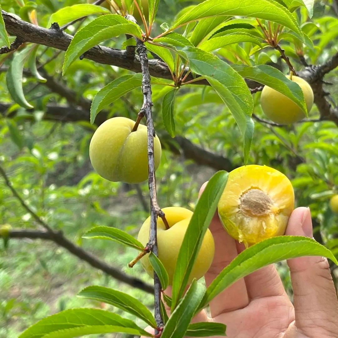 沈果果爱吃🍎
