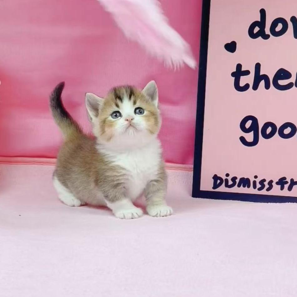找猫猫🔥🔥
