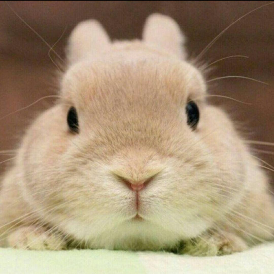 玉兔🐰