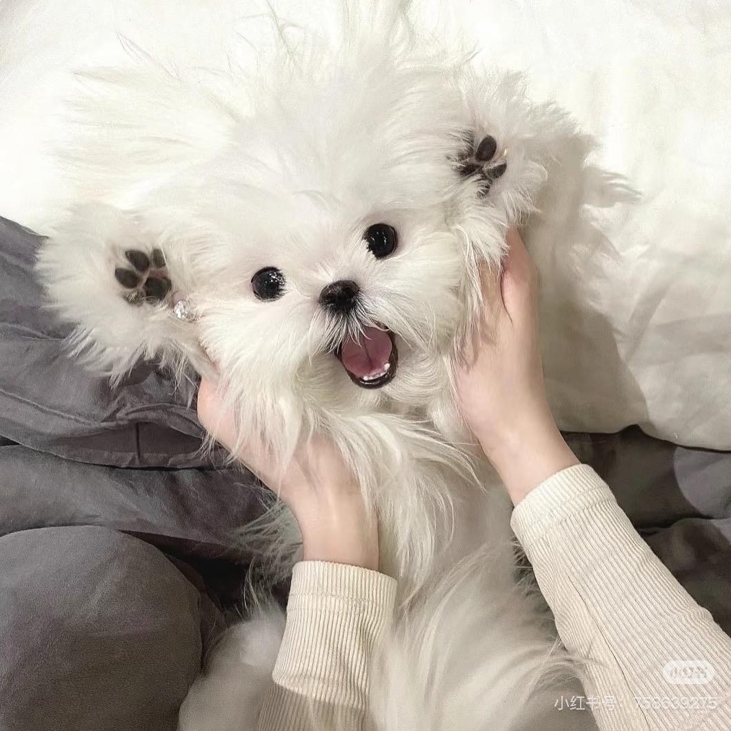 小小