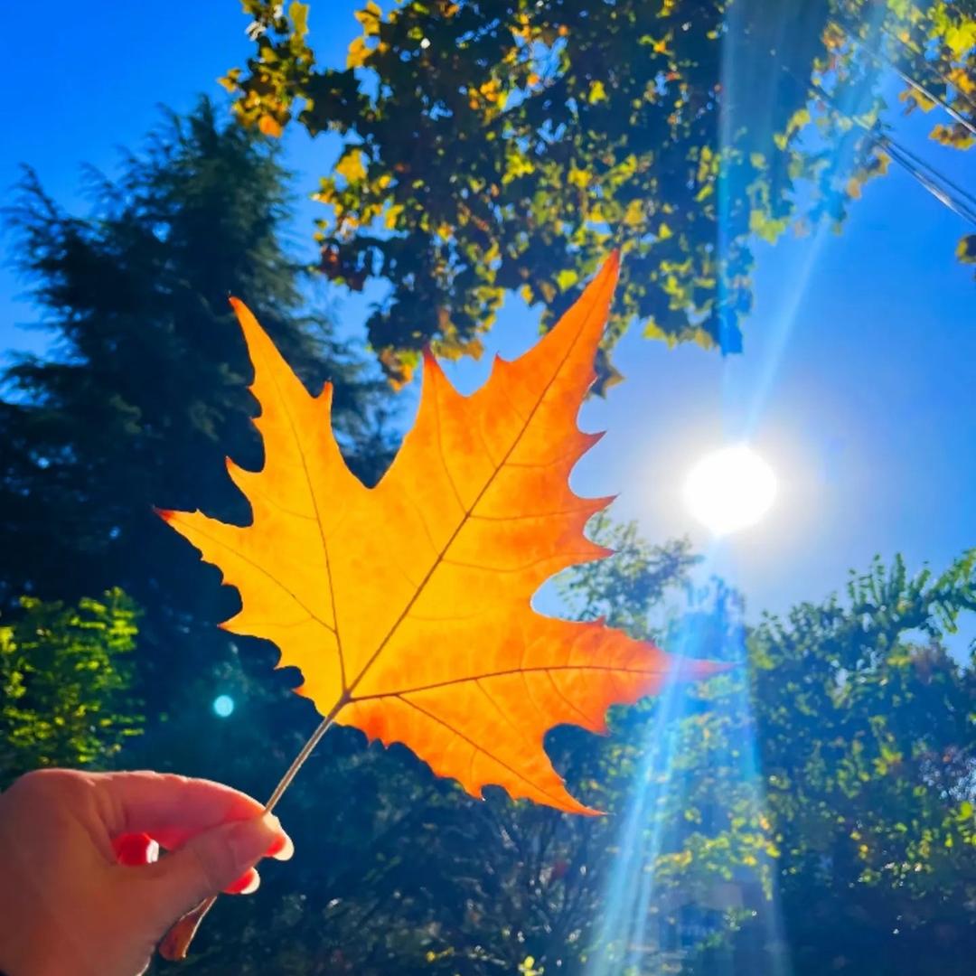 ঞᩚ᭄半盏꧔ꦿ✾: ღ᭄ 🍶清酒