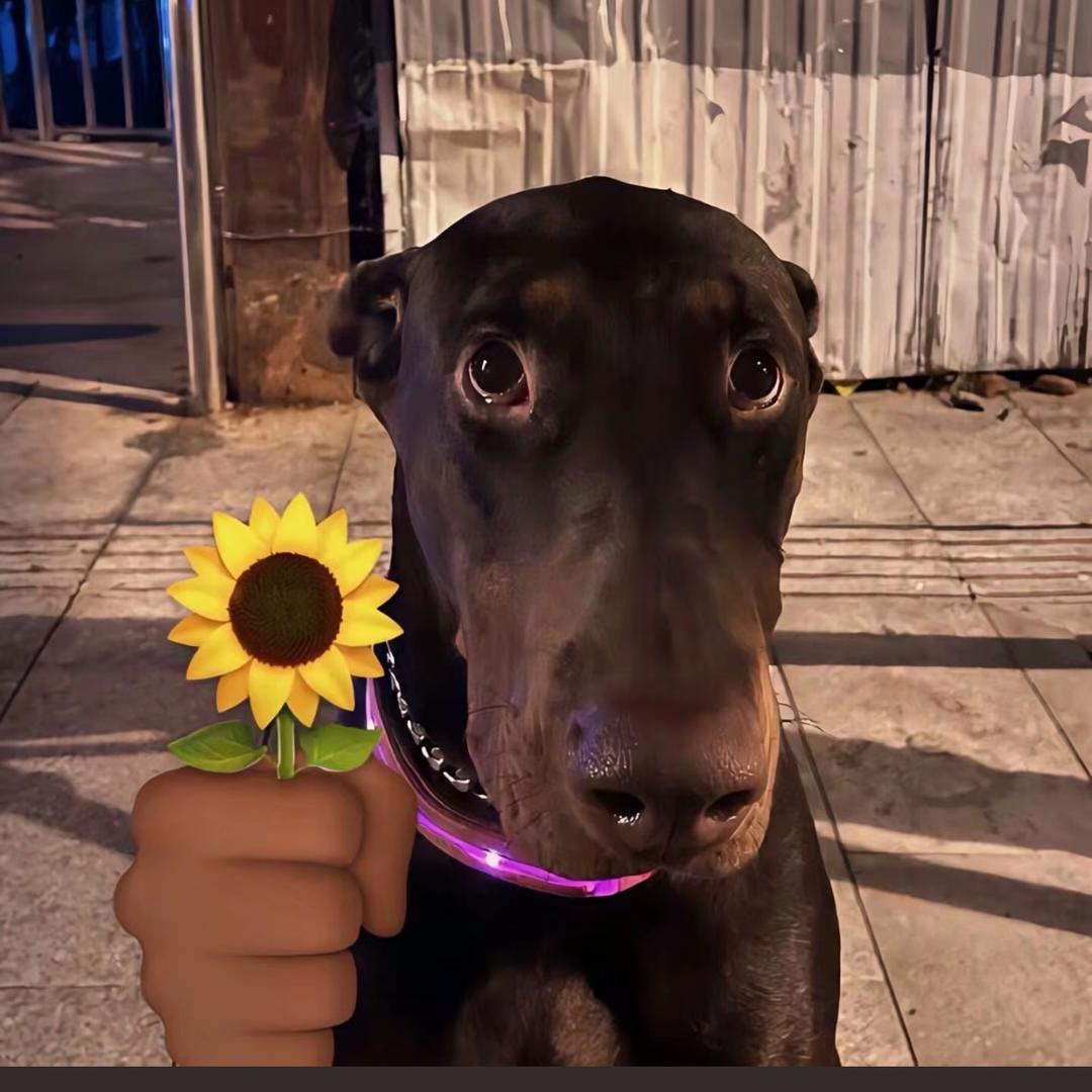 来份辣椒炒鸡蛋