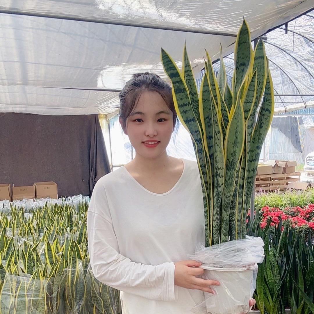 之夏花卉绿植