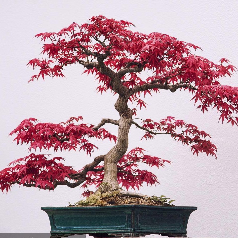 福洋花木场