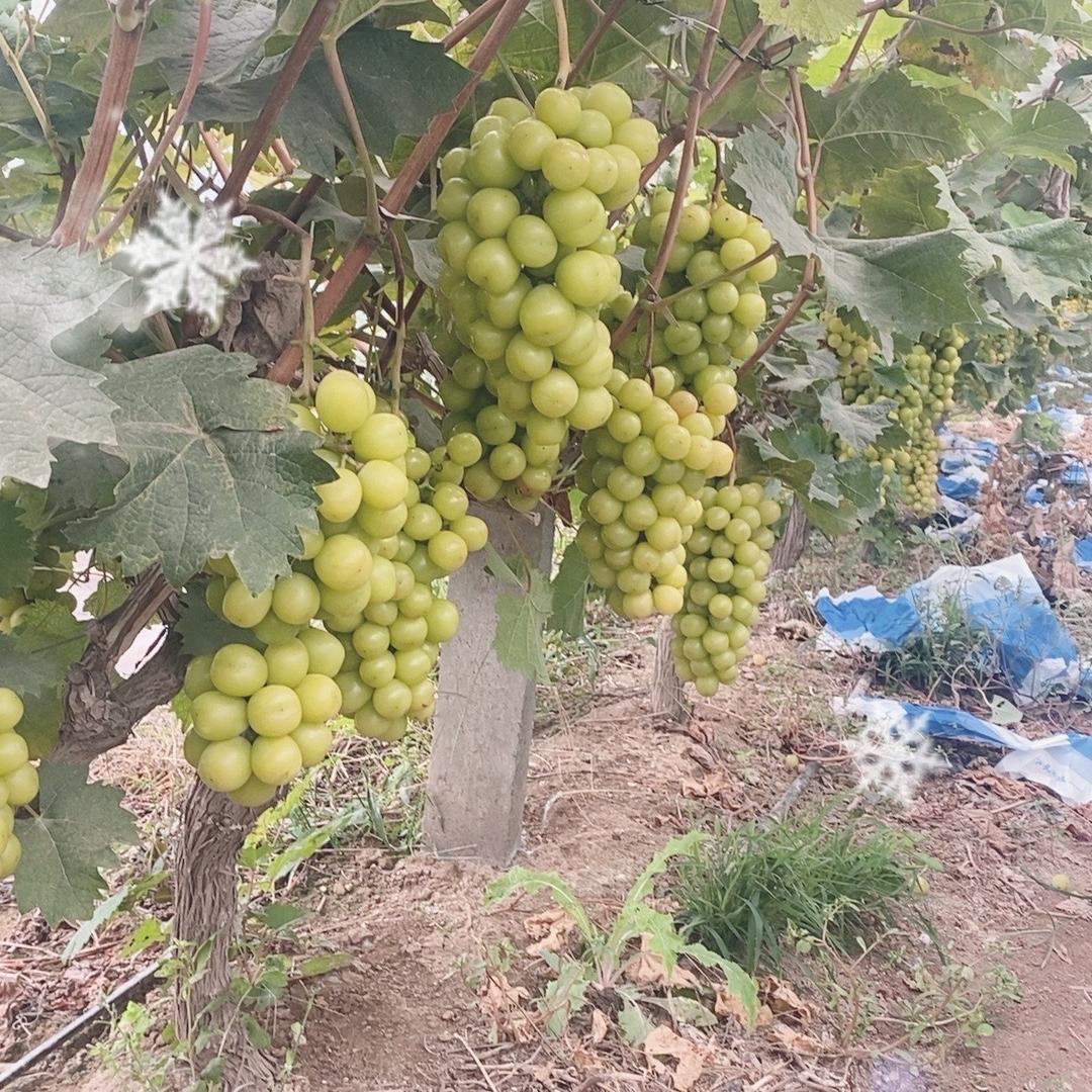 夏邑小菜水果干货