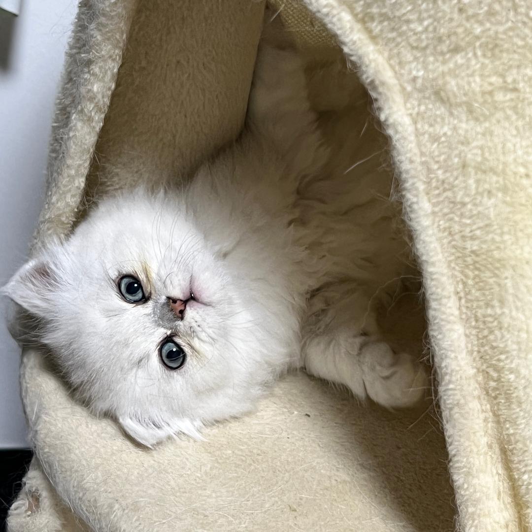 牛角包的小跟班.🥐