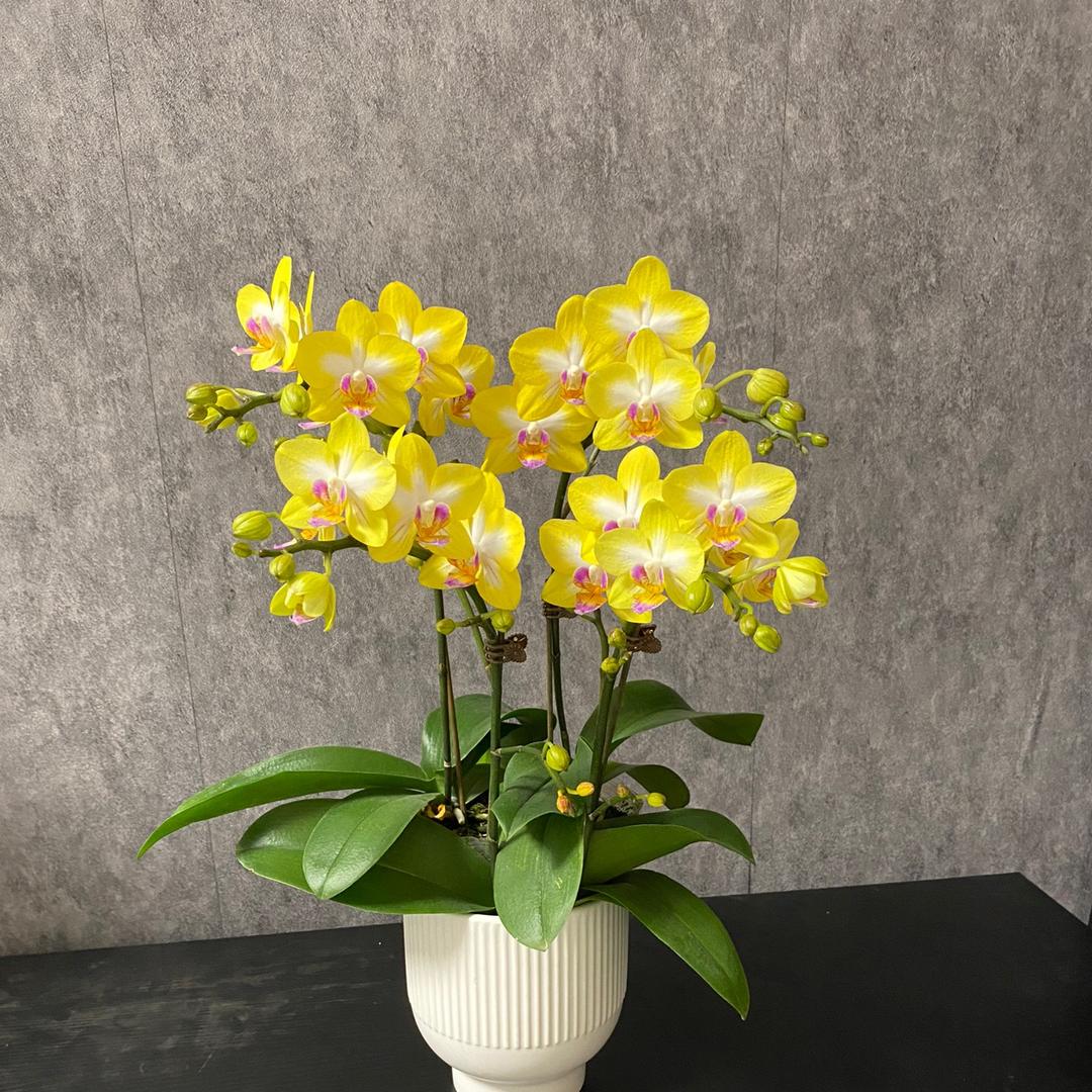 忆兰（蝴蝶兰源头种植基地）