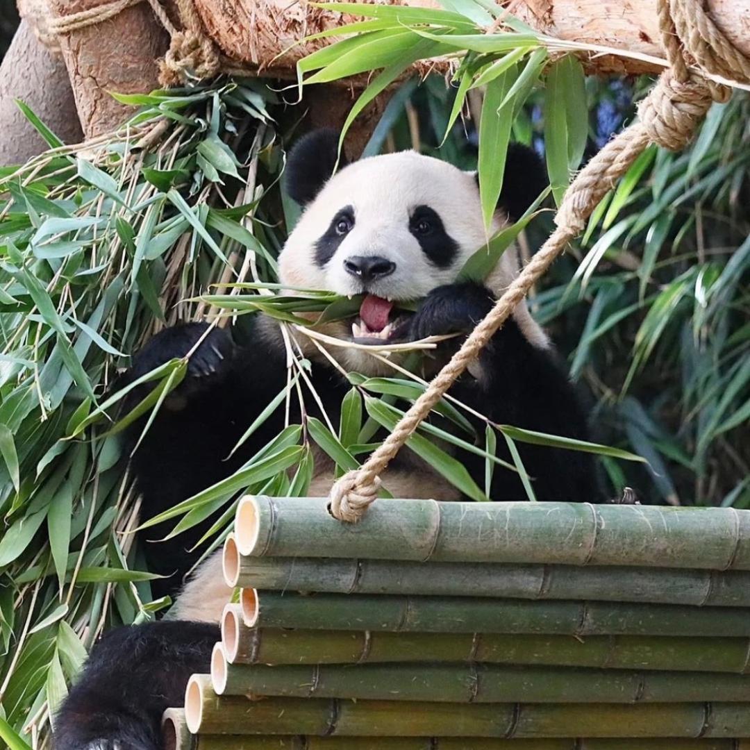 我的心上熊日记