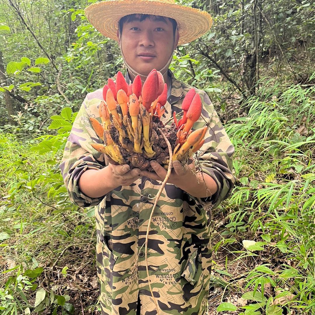 彝乡 阿宝