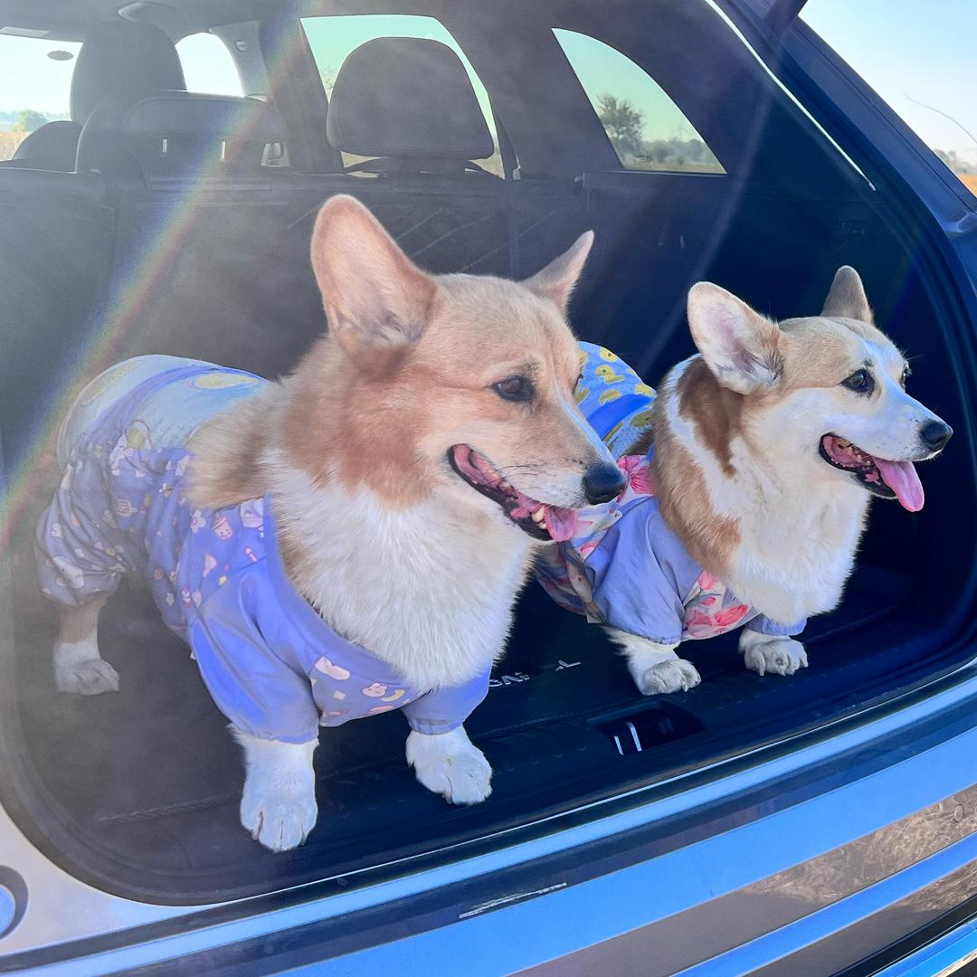 🐶两只小汪汪🐶
