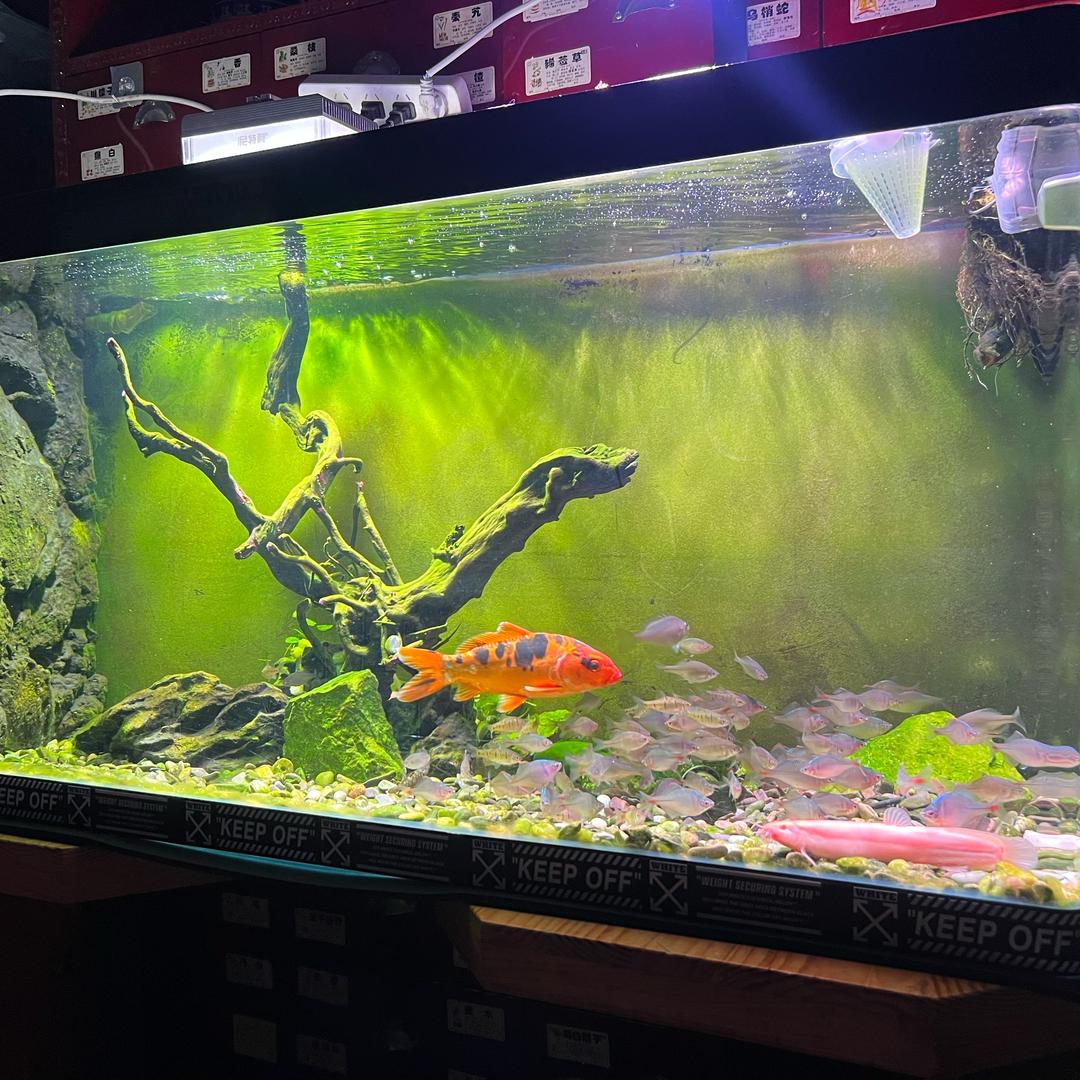 不吃手手光吃肉