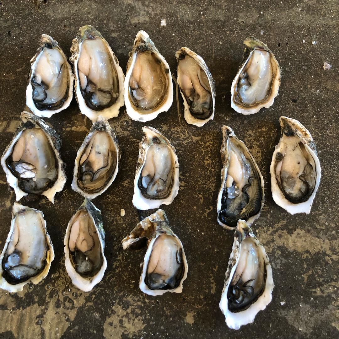 深海生蚝，山东三倍体，福建三倍体🌊🦪
