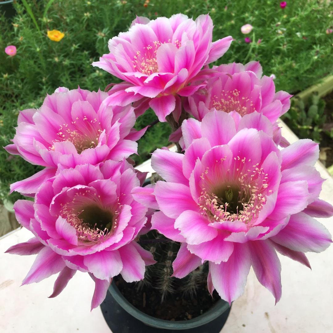 花意竹清