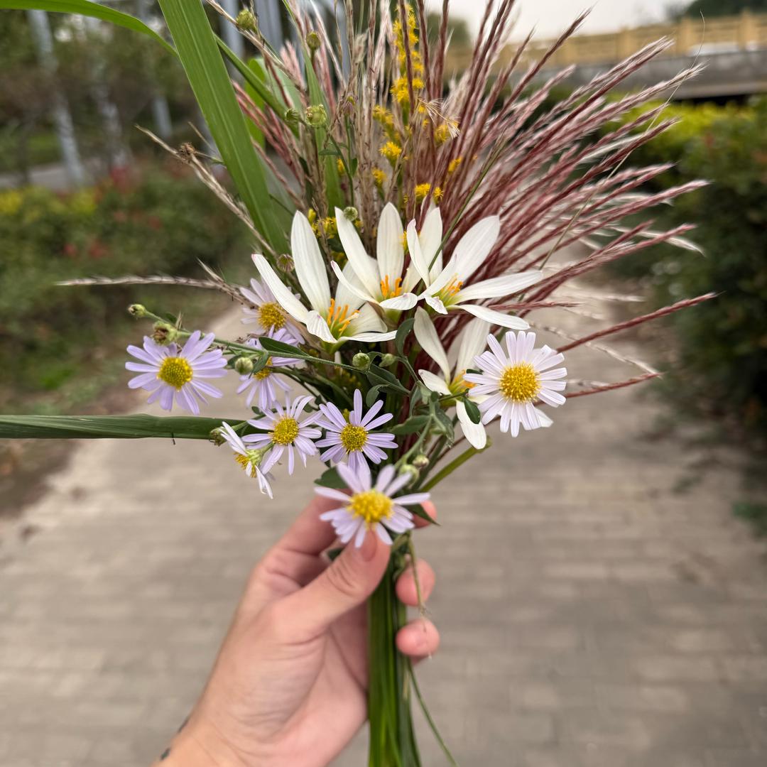 季不清🌸