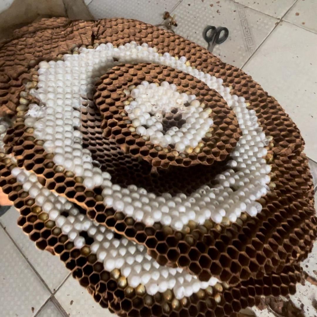 马蜂群主(小赵)