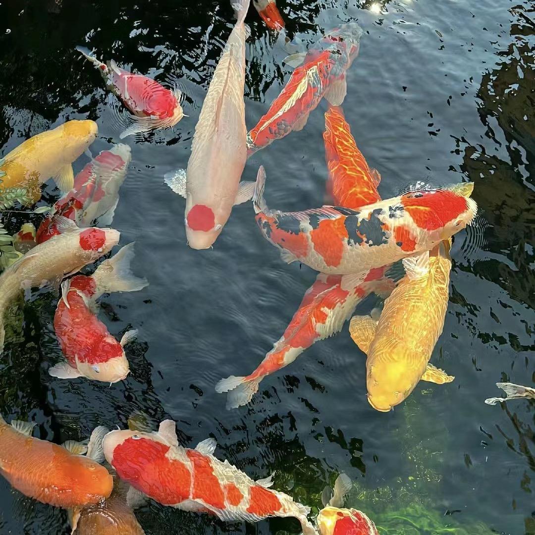 水哥