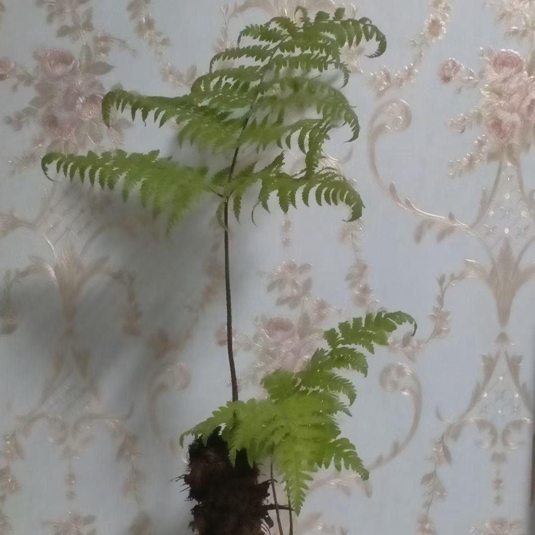 輦訇