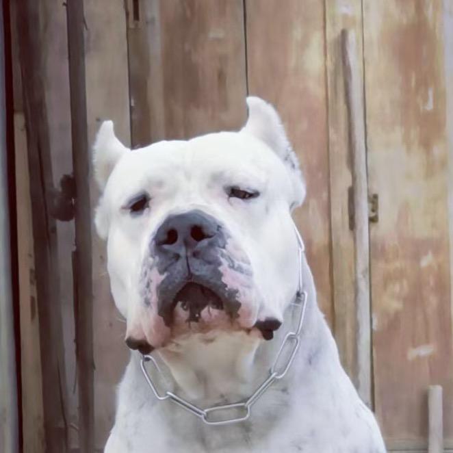 重庆野狼杜高犬舍