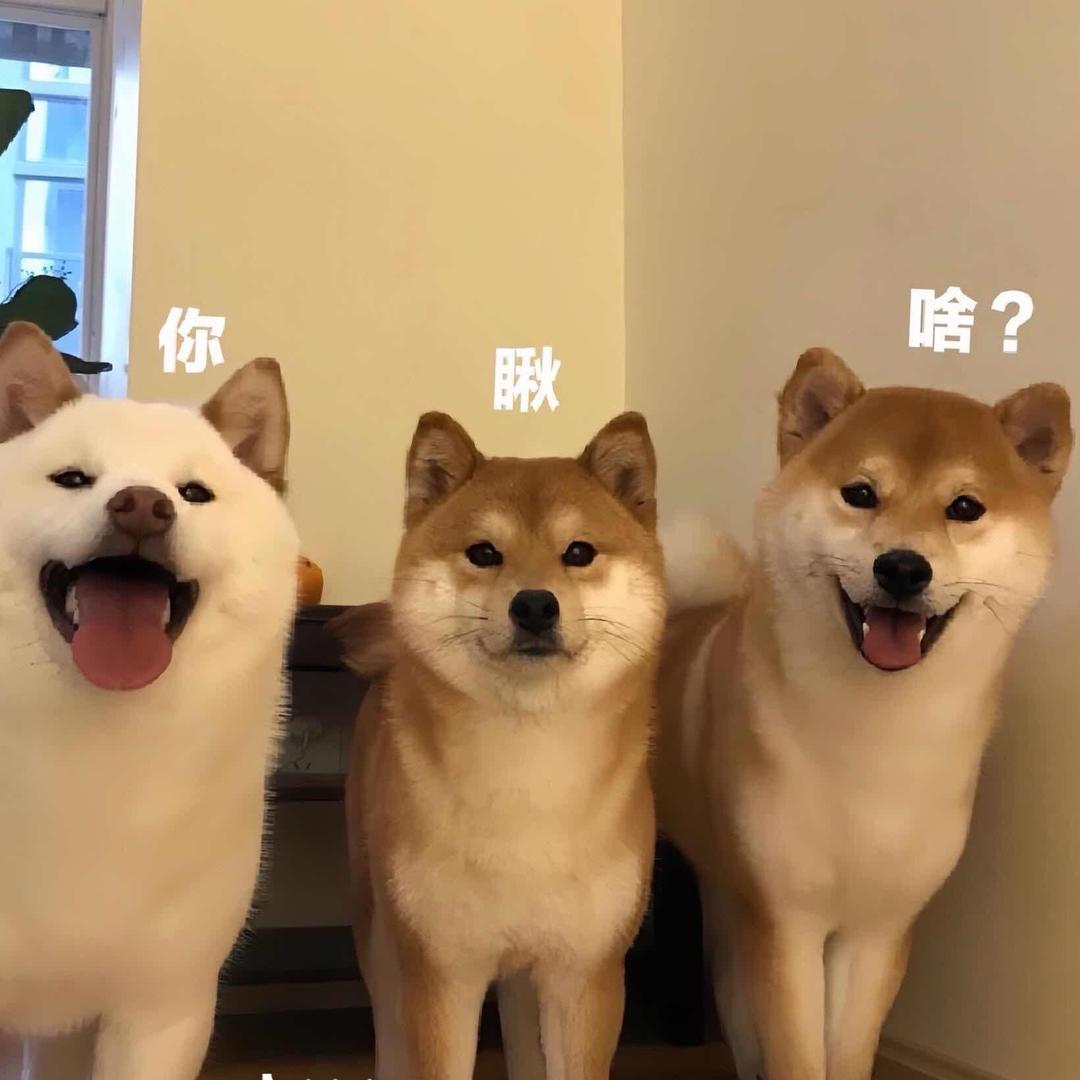 牛马兔的🐰
