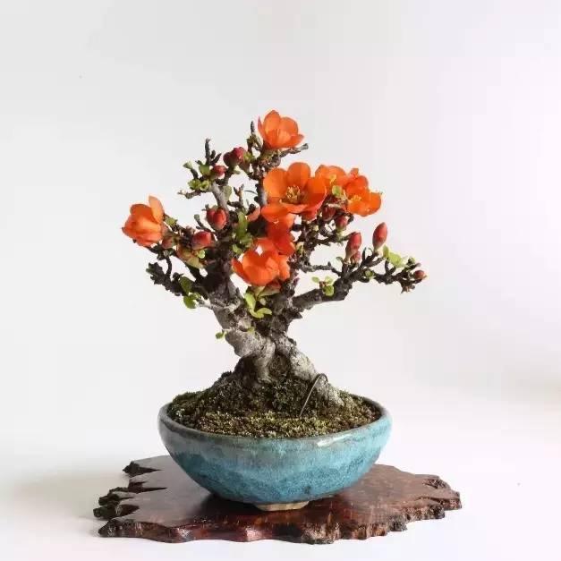 优卉花木盆景园艺