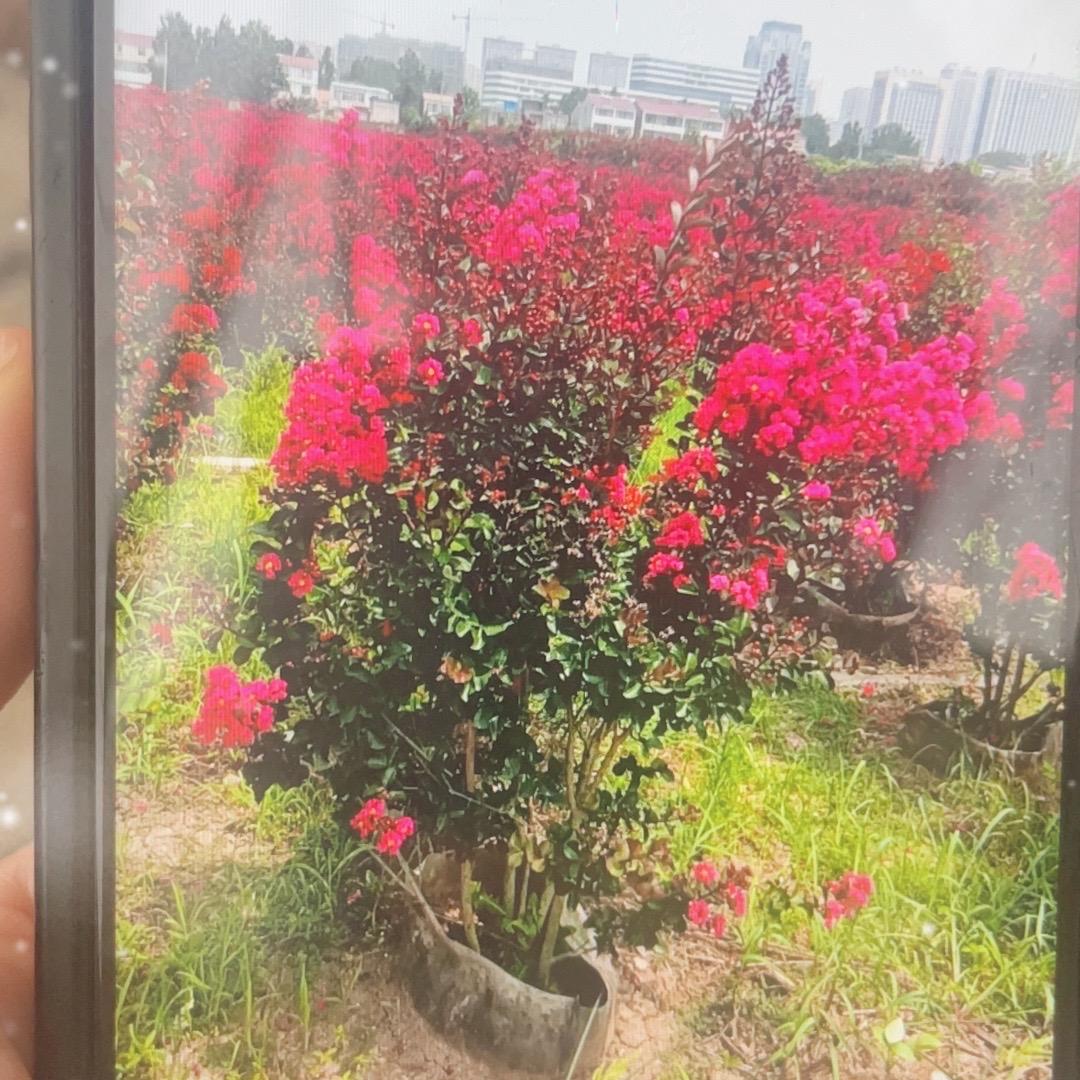 绿花苑花卉