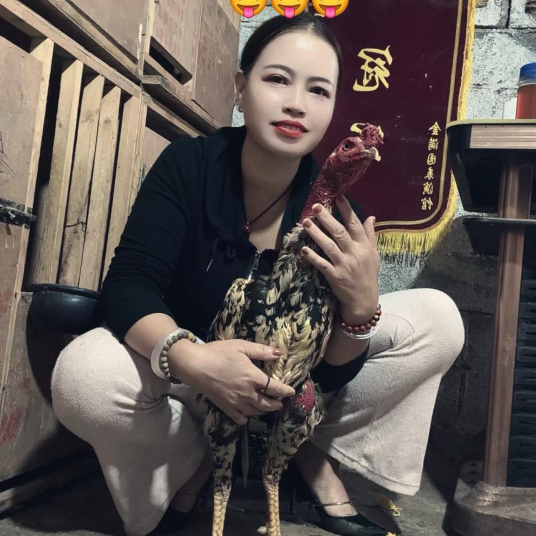 @燕姐爱斗鸡