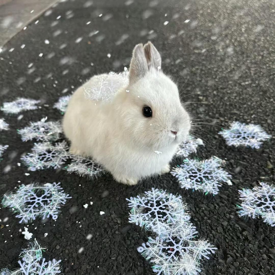 装睡猫