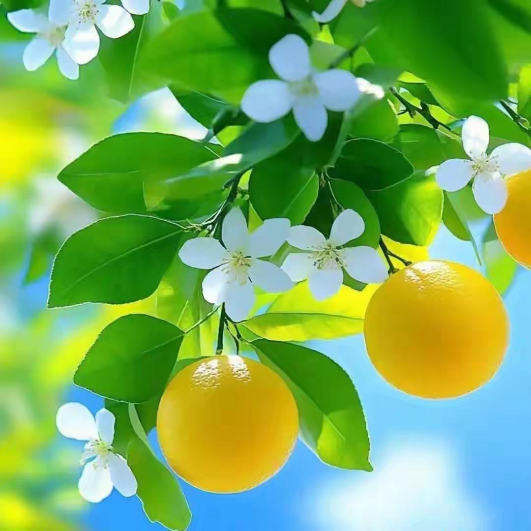 木子颂
