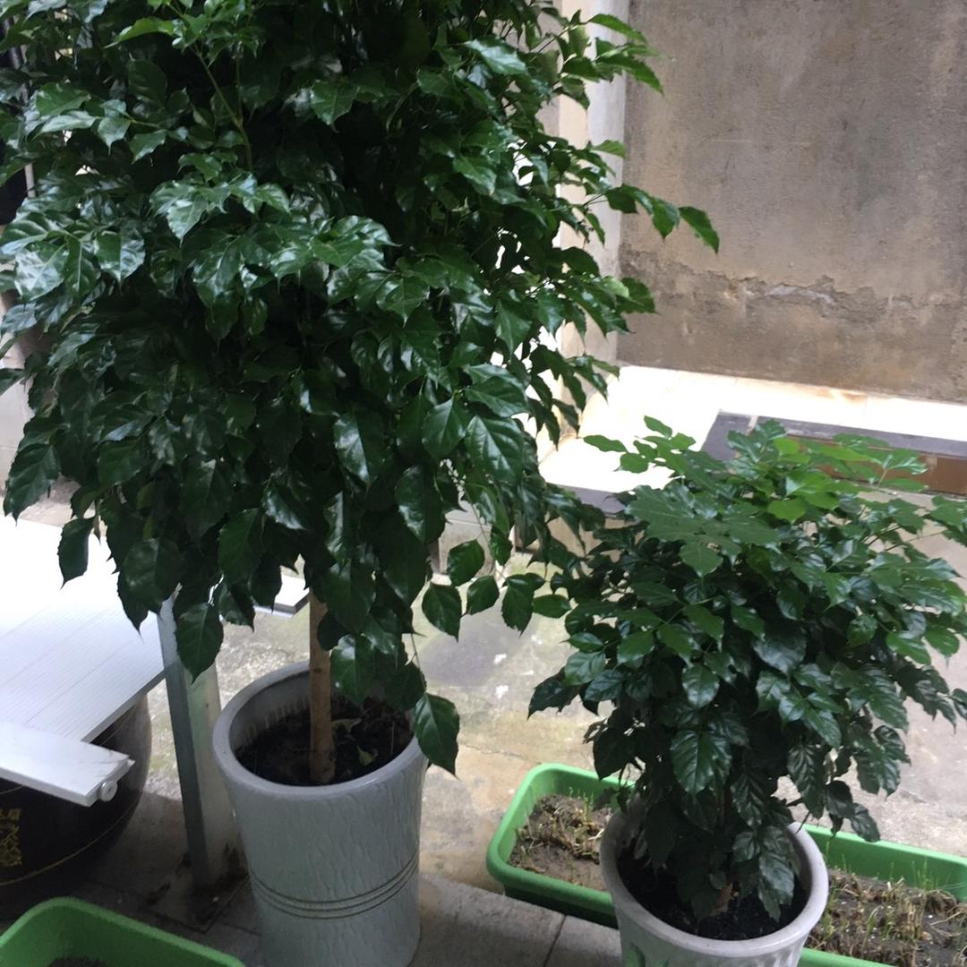 秋自乐