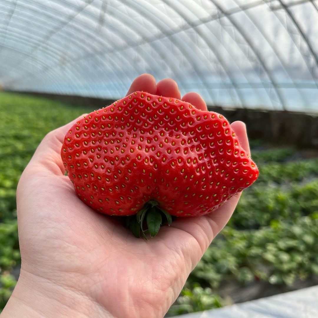 佳旭草莓采摘园