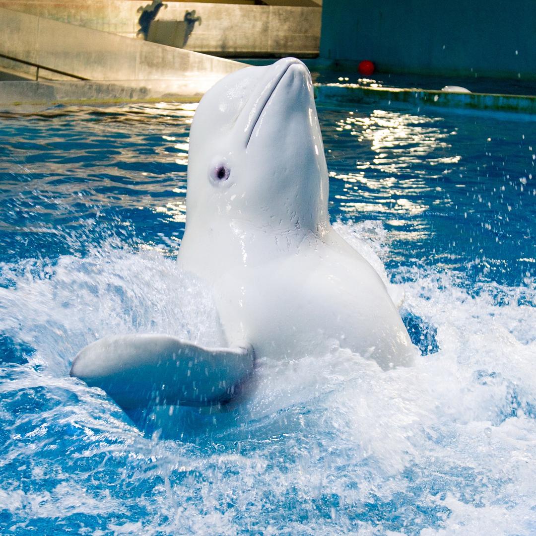 白鲸🐳维嘉