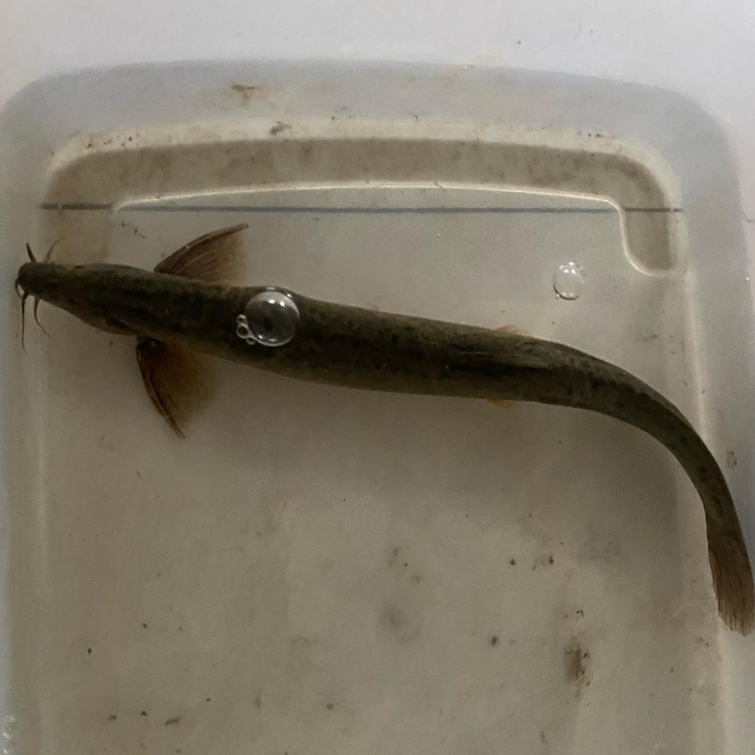 菲姐～带你养泥鳅