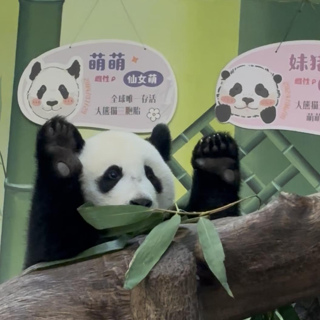 绒绒呦🐼