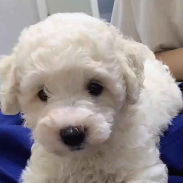 泰迪小豆包