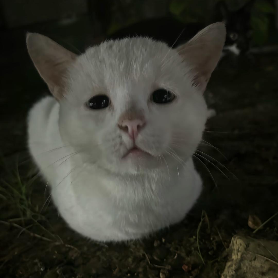 呆胶布