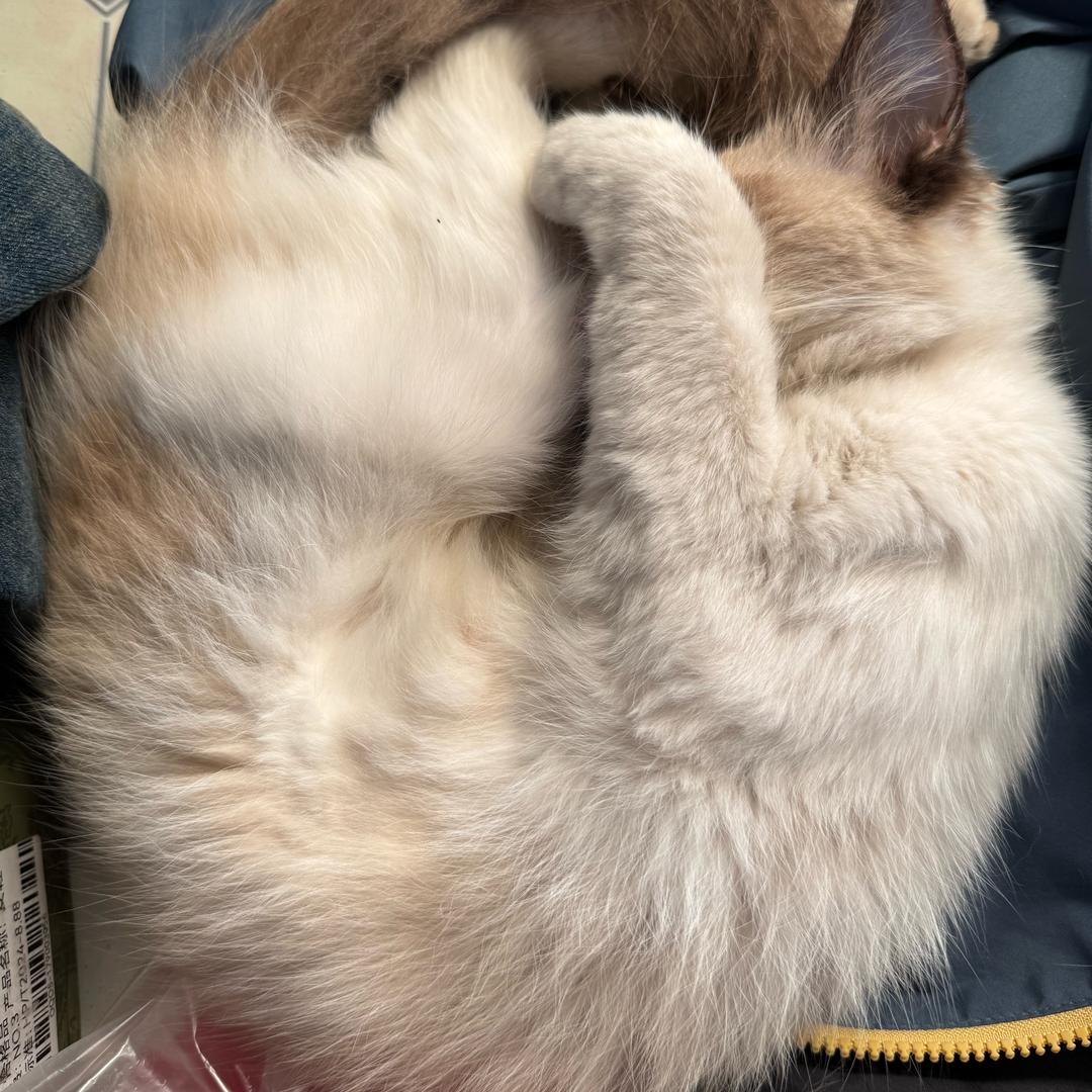 臭咪的生活
