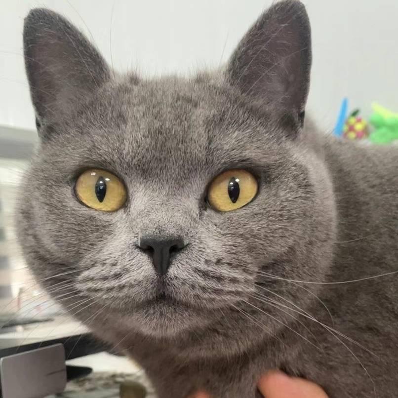 Cat🐱