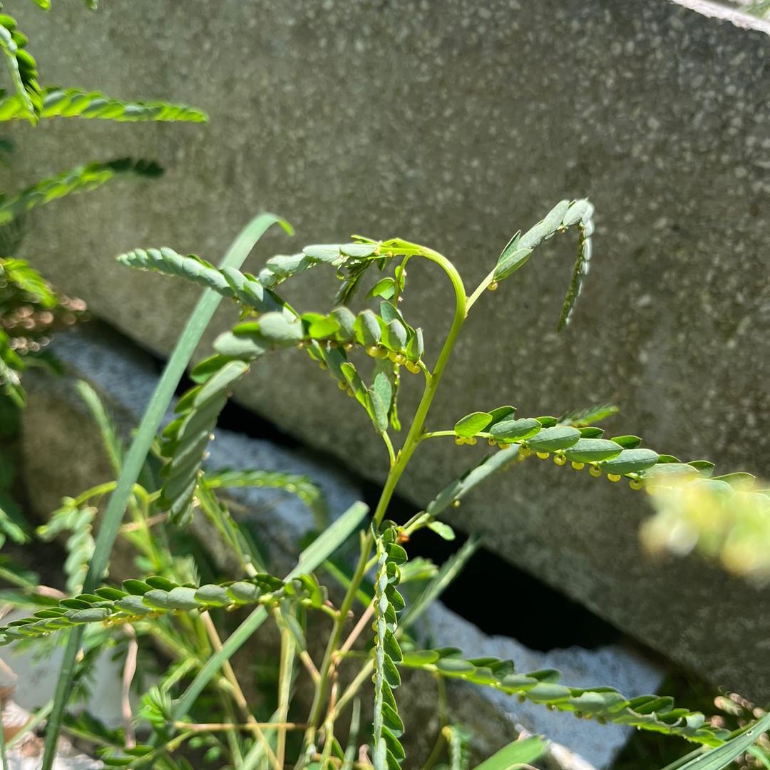 小王!收淘汰老鸭