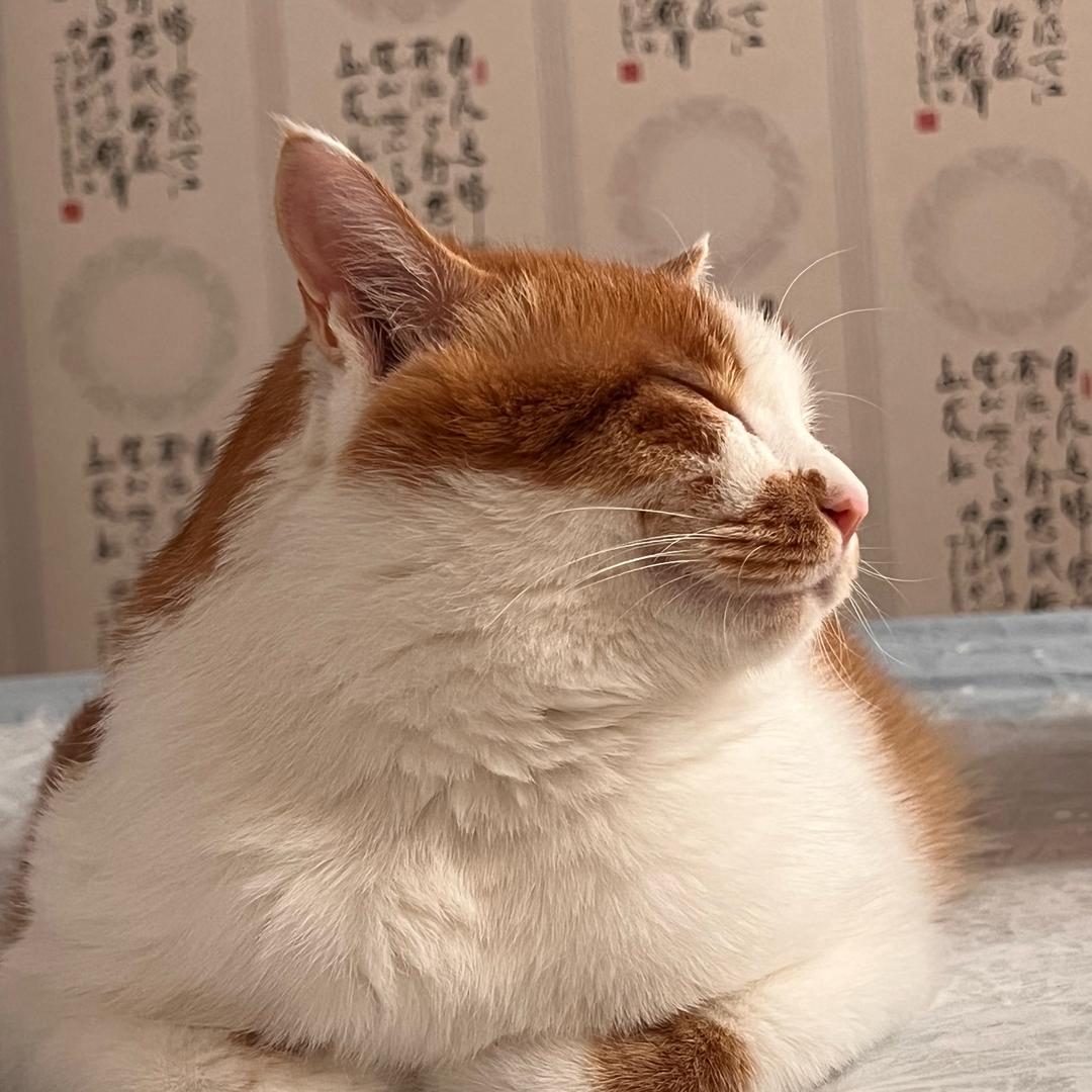 咪咪子的日常（🌝更）