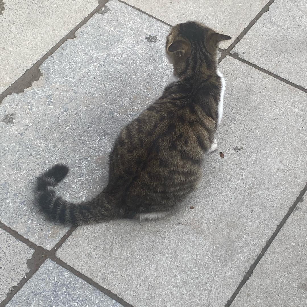 梧桐意