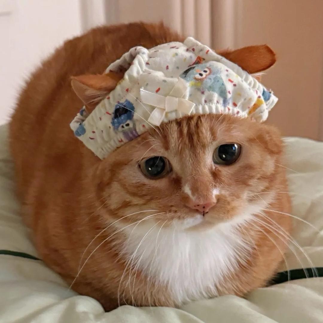 cccc